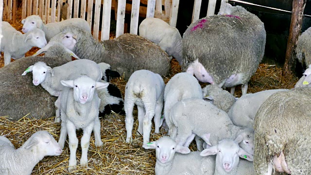 詳情圖-農(nóng)場動物上的綿羊和羊羔