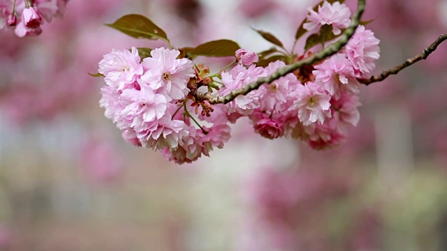 花园里第一朵春天的花