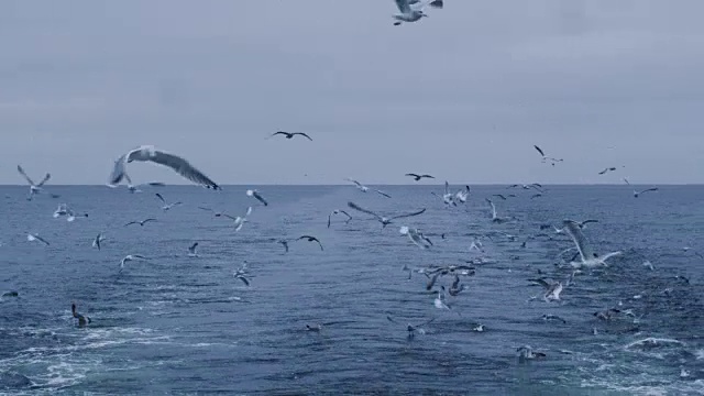 一群海鸥飞在海上寻找食物