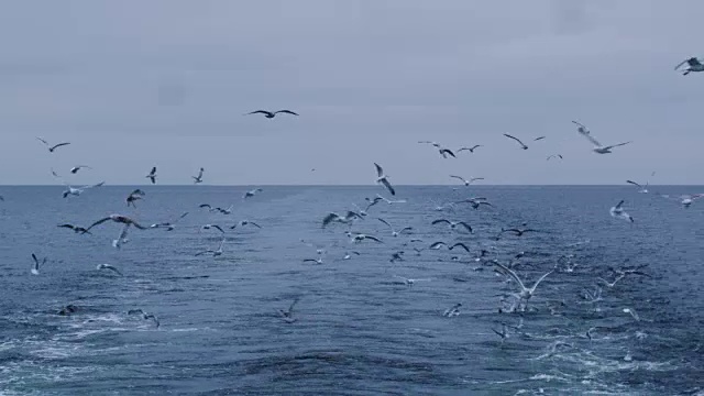 一群海鸥飞在海上寻找食物