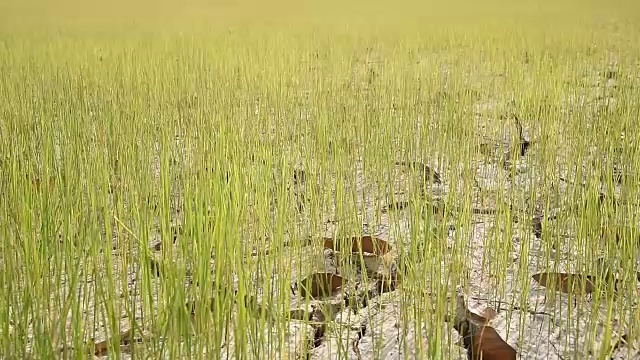 种植在因干旱而干裂土壤上的水稻。