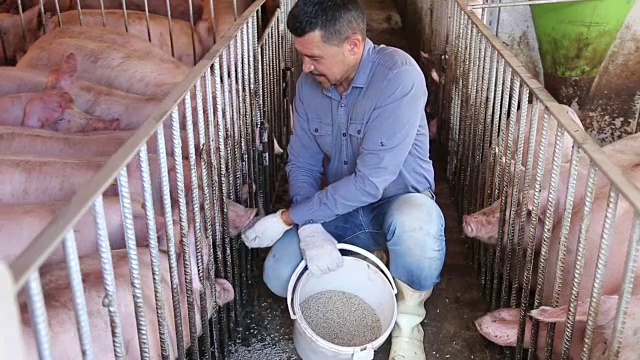 男性农民正在饲养家猪