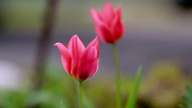 花园里第一朵春天的花