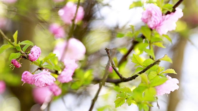花园里第一朵春天的花