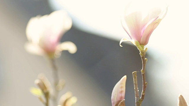 花园里第一朵春天的花