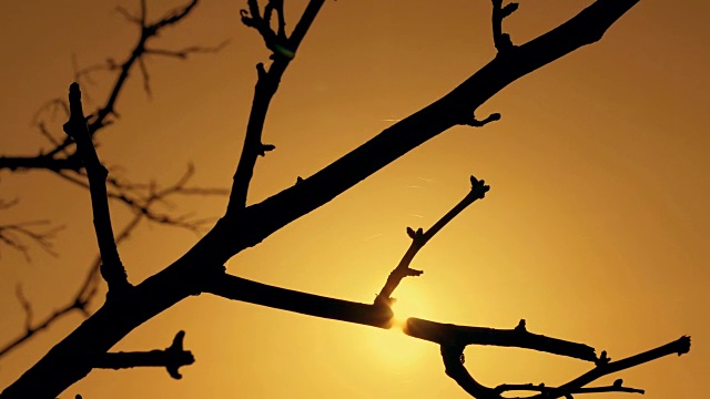 夕阳下桔黄色天空上枯枝的剪影