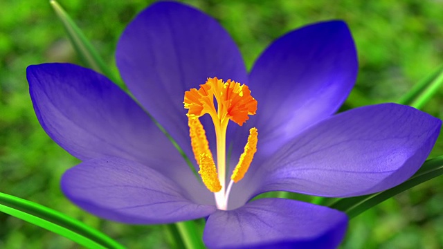蓝色藏红花盛开