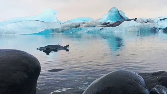 冰岛南部Jokulsarlon冰湖流水中的蓝色冰山