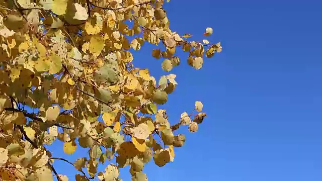 白杨树的树枝在蓝天的映衬下随风摇摆