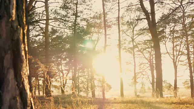 夕阳下的秋天森林