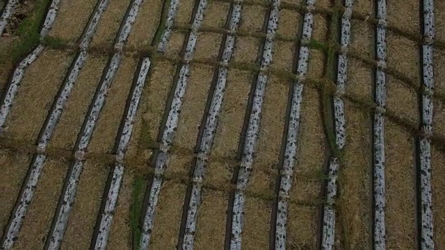 低空回飞稻田