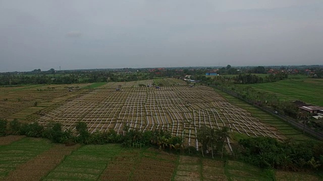 空中回飞稻田