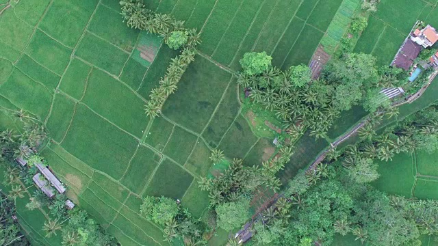 高空鸟瞰稻田