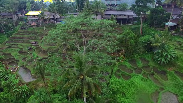 乌布水稻梯田的转向空中后扫