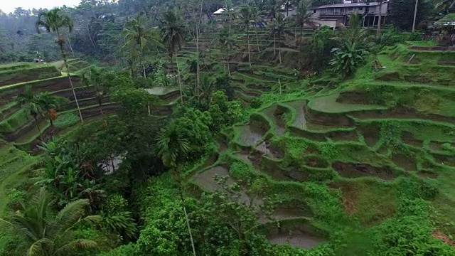 低空右扫乌布梯田