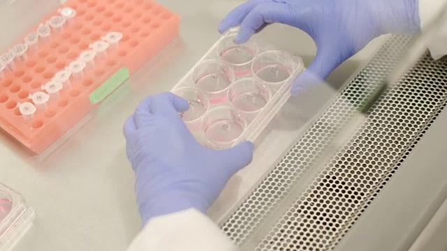 在生物安全柜中进行细胞培养