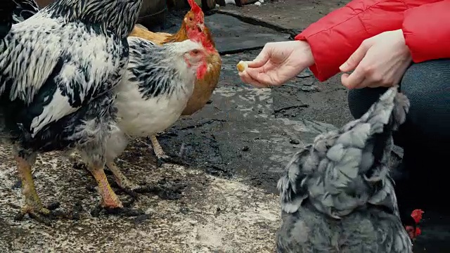 鸡食从女人手中