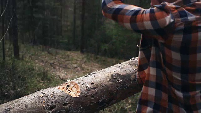 穿着格子衬衫的强壮伐木工正在树林里用一把锋利的斧头砍着一棵大树