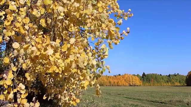 在秋天，白杨树的树枝在蓝天的映衬下随风摇摆
