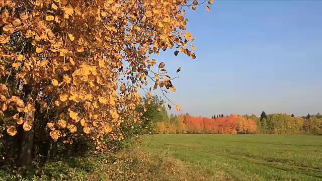 在秋天，白杨树的树枝在蓝天的映衬下随风摇摆
