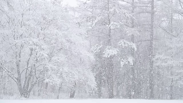 雪花以慢动作飘落