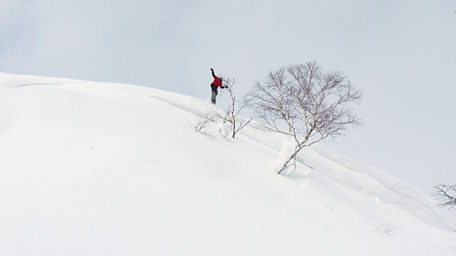 滑雪板Bonk树与滑雪板阳光粉雪日本北海道