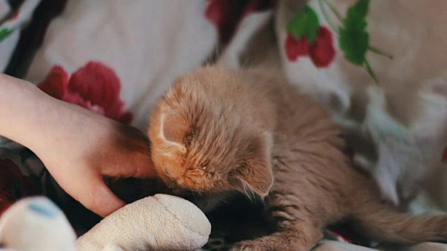 一只毛茸茸的小红猫在床上玩耍