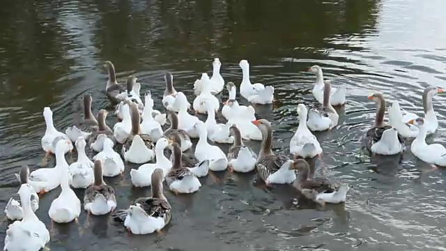 白鹅在水里游
