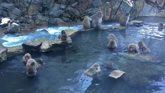 雪猴日本猕猴温泉全高清