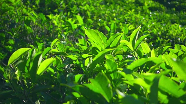 绿茶植物的慢镜头