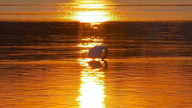 美丽的早晨湖泊与天鹅在反射