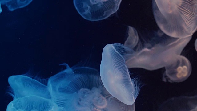 闪闪发光的月亮水母漂浮在水族馆的游泳池里