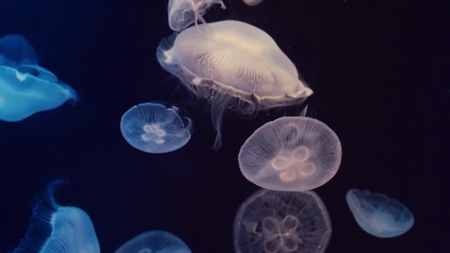 月亮水母漂浮在水族馆的游泳池