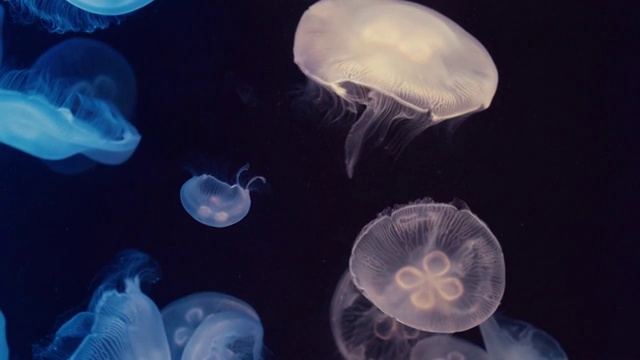 詳情圖-月亮水母漂浮在水族館的游泳池