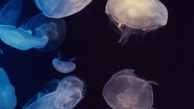 詳情圖-月亮水母漂浮在水族館的游泳池
