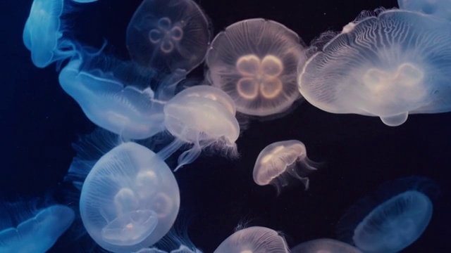 詳情圖-月亮水母漂浮在水族館的游泳池