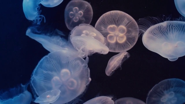 詳情圖-月亮水母漂浮在水族館的游泳池