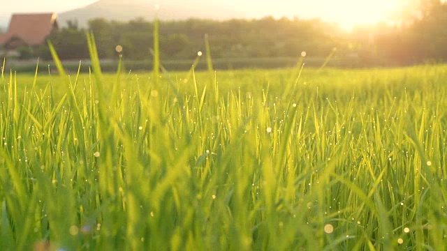 泰国稻田景观