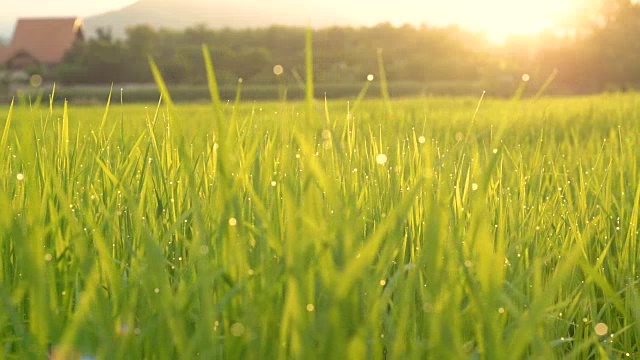 詳情圖-泰國稻田景觀