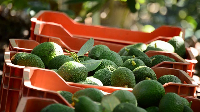 詳情圖-種植園里的牛油果盒里裝著剛收獲的牛油果