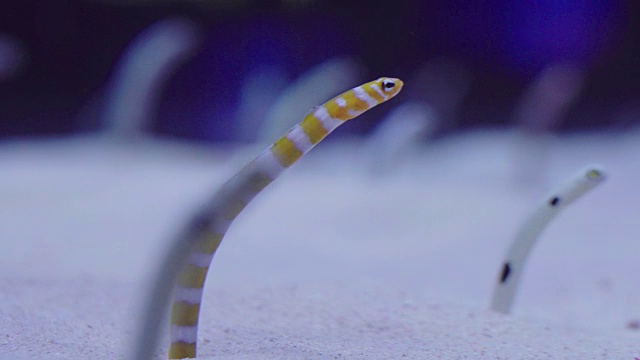 奇怪的斑点花园鳗鱼粘在沙子里