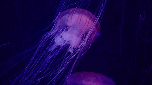 粉红色有毒的水母在水族池子里游泳