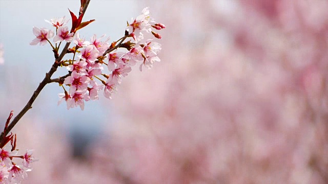 近距离的日本樱花盛开的春天在日本与模糊的背景。