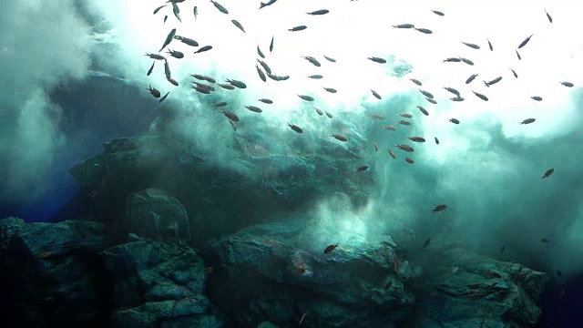 詳情圖-在陽光下的海浪里游泳的魚