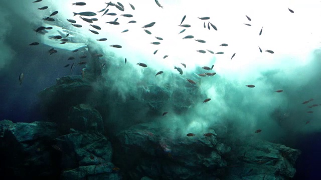 詳情圖-在陽光下的海浪里游泳的魚