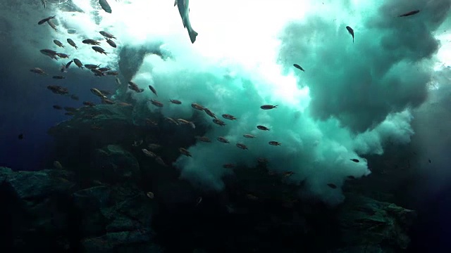 詳情圖-在陽光下的海浪里游泳的魚