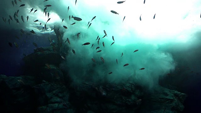詳情圖-在陽光下的海浪里游泳的魚