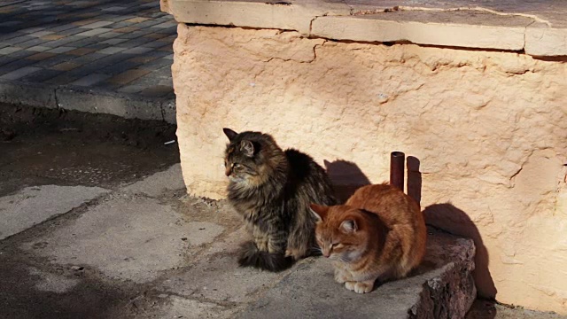 两只大流浪猫坐在冬天