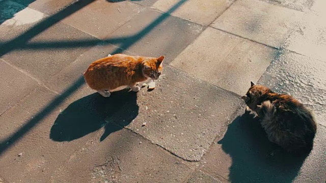 两只大流浪猫坐在冬天