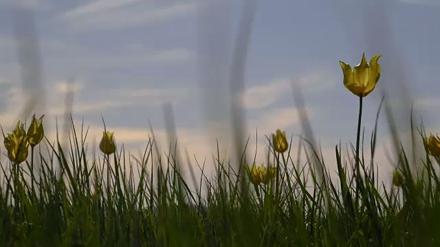 背景天空中阳光明媚的草地上的野生郁金香。草原在春天变得生机勃勃。